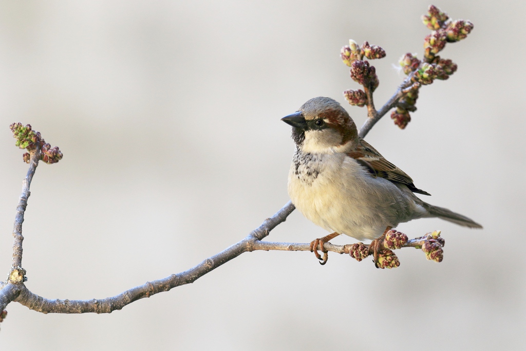 15 737A0554.JPG moineau domestique.JPG
