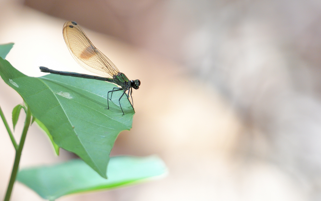 DS5_9682.jpg