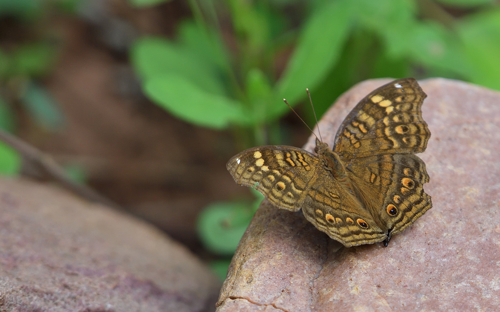 DS5_9732.jpg