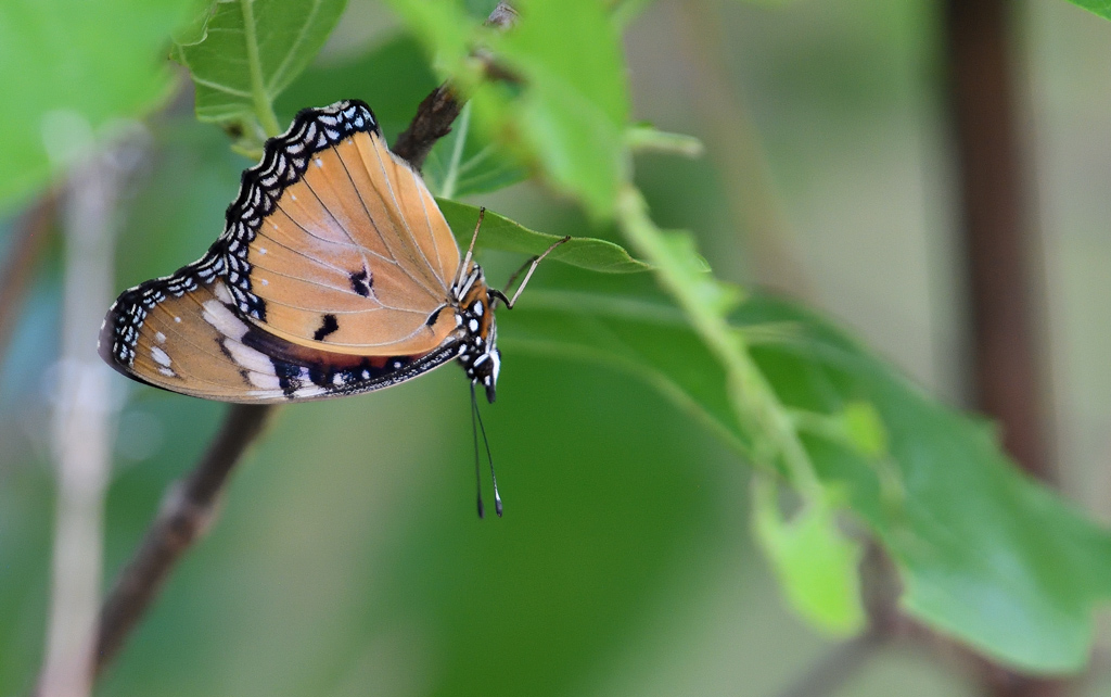 DS5_9748.jpg