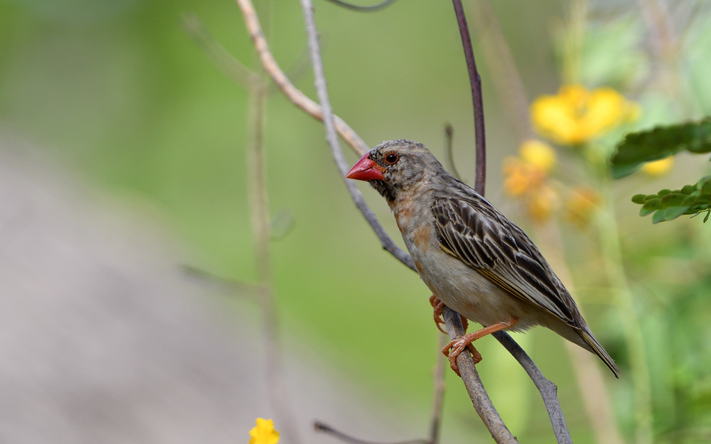 DSC_7741.jpg
