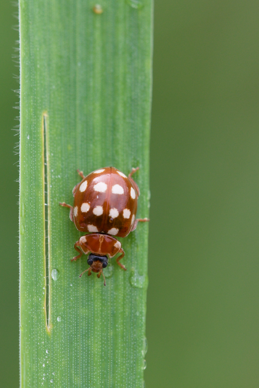 calvia quatuordecimguttata5-1.jpg