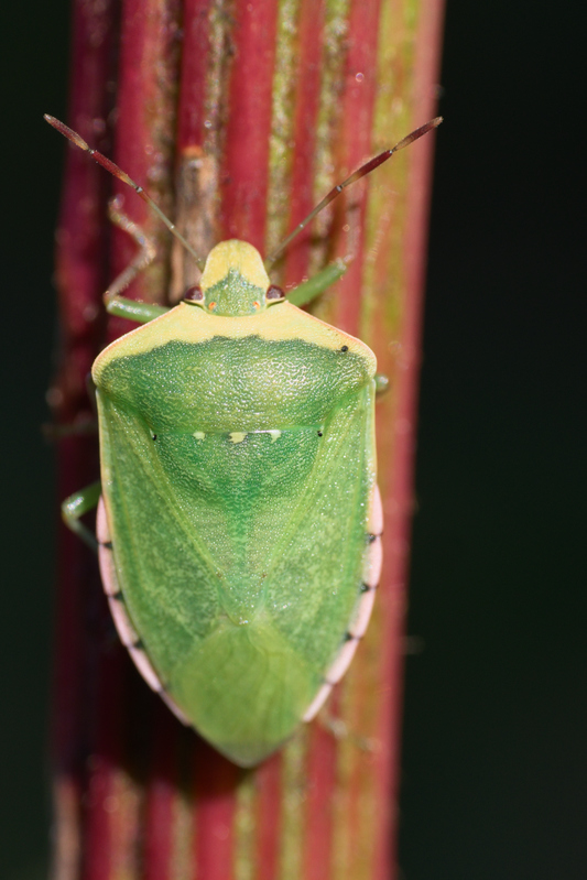 Nezara viridalis forme torquata2.jpg