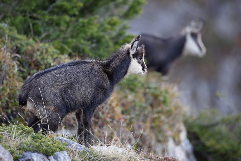 chamois1097-web.jpg