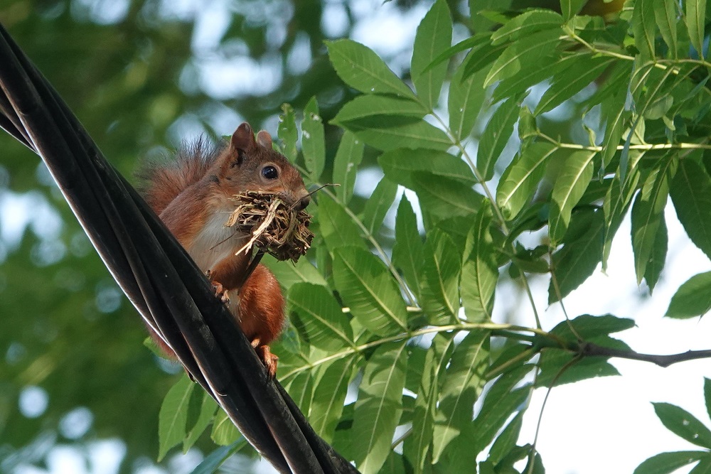 DSC05284 m2.jpg