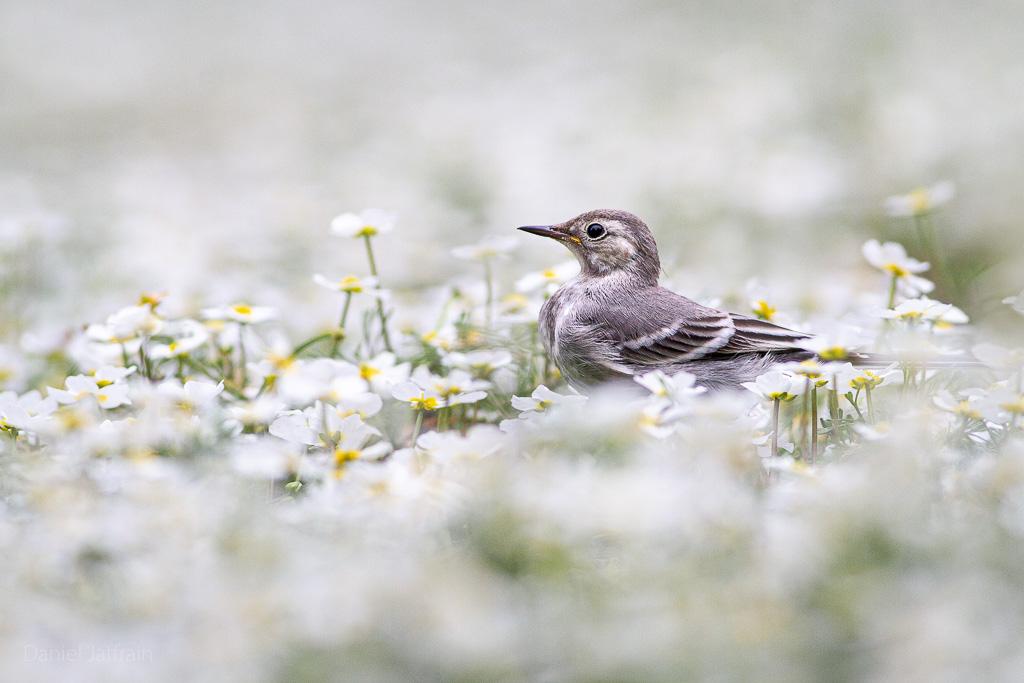 Image et Nature-1-52.jpg