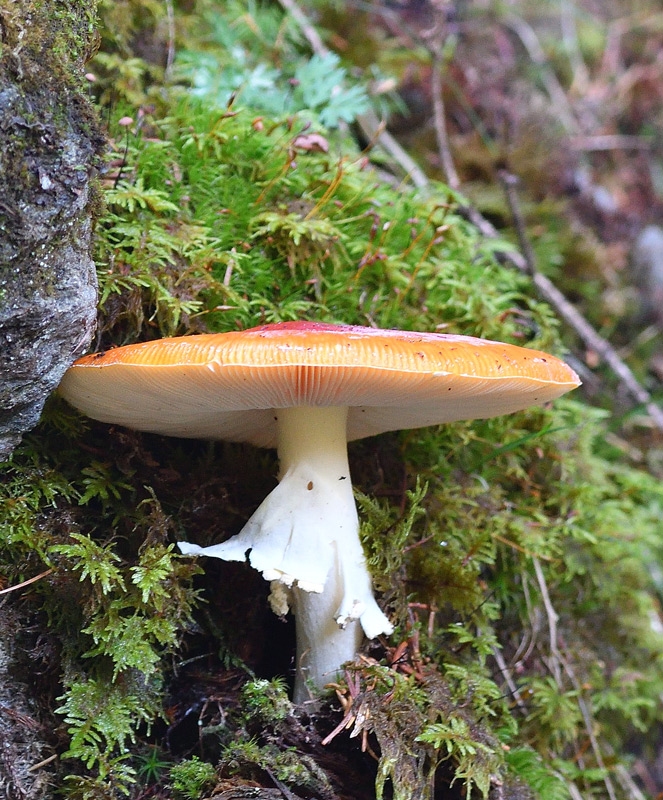 DSC_9367.jpg