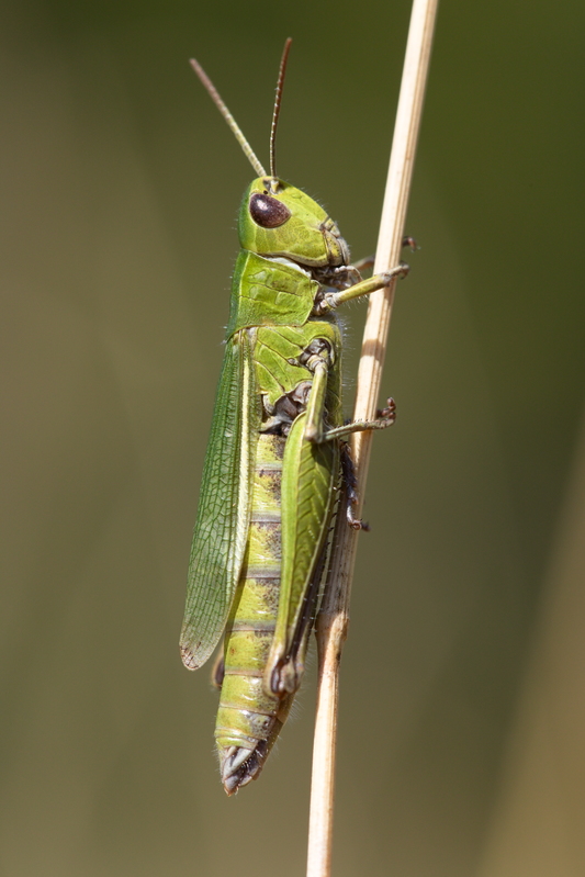 Criquet verte-échine femelle4.jpg