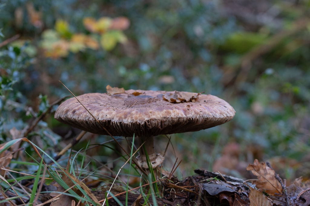 Champi-pi -0- (3).jpg