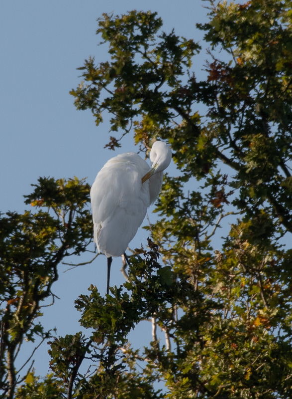 L'Aigrette -0-.jpg