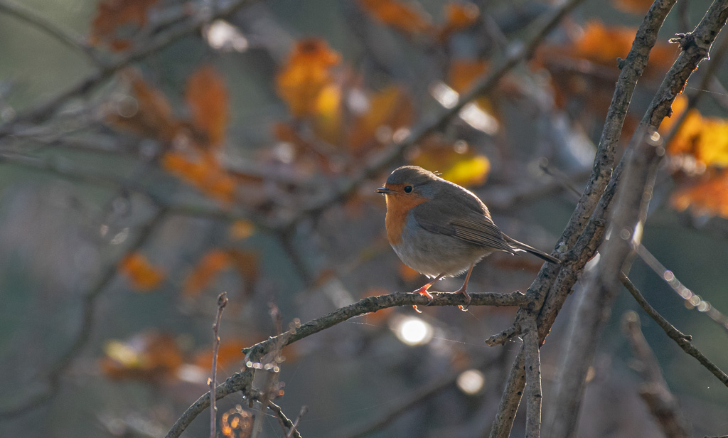 Rouge gorge, les premiers froids.jpg
