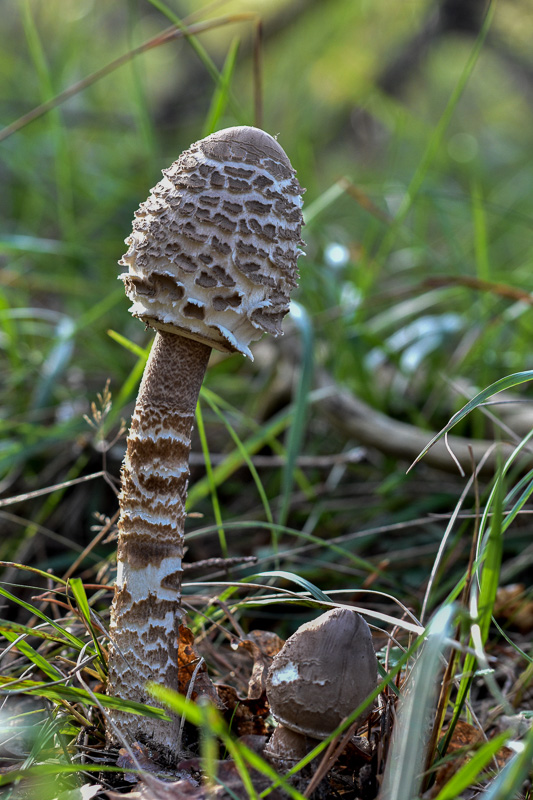 Coulemelle -1-.jpg
