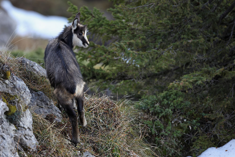 chamois1162-web.jpg