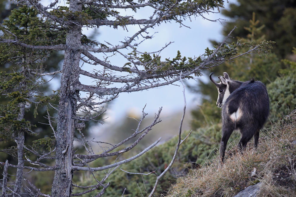 chamois1168-web.jpg