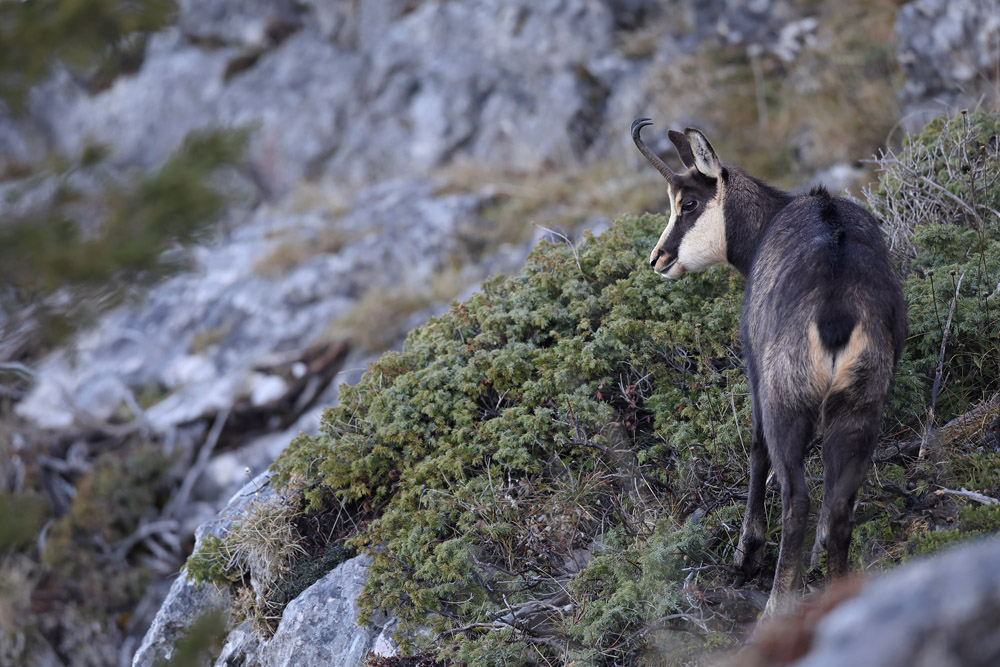 chamois1195-web.jpg