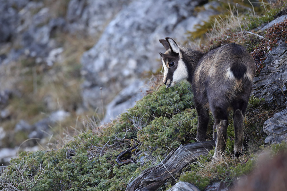 chamois1204-web.jpg