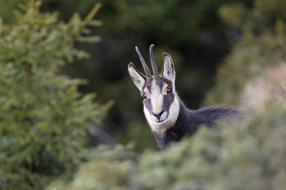 chamois1257-web.jpg