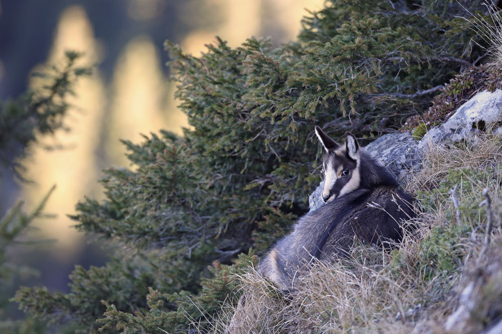 chamois1329-web.jpg