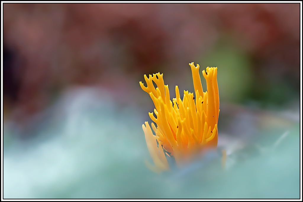 champignon(641_645)Calocère_visqueuse(Calocera_viscosa).jpg