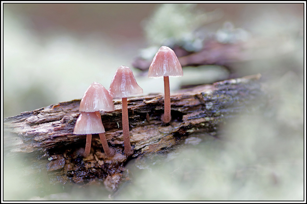 champignon(646_653)Mycène_à_pied_rouge(Mycena_haematopus).jpg