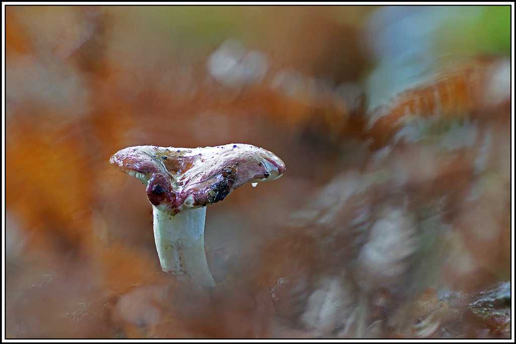 champignon(654_660)Russule-_de_maire(Russula_mairei).jpg