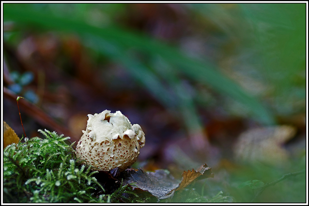 champignon(668_673)Scléroderme_vulgaire(Scleroderma_citrinum).jpg
