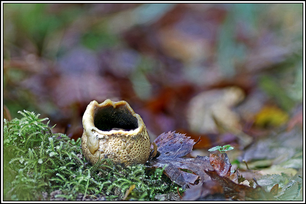 champignon(674_682)Scléroderme_vulgaire(Scleroderma_citrinum).jpg