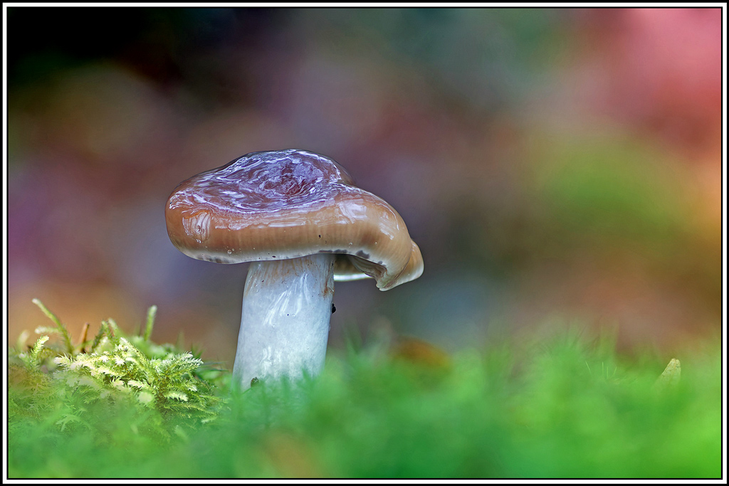 champignon(689_695)Cortinaire_gluant(Cortinarius_collinitus).jpg