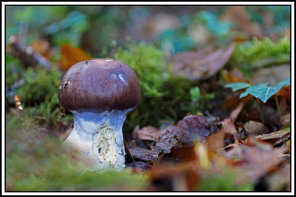 champignon(748_754)Cortinaire_remarquable(Cortinarius_praestans).jpg