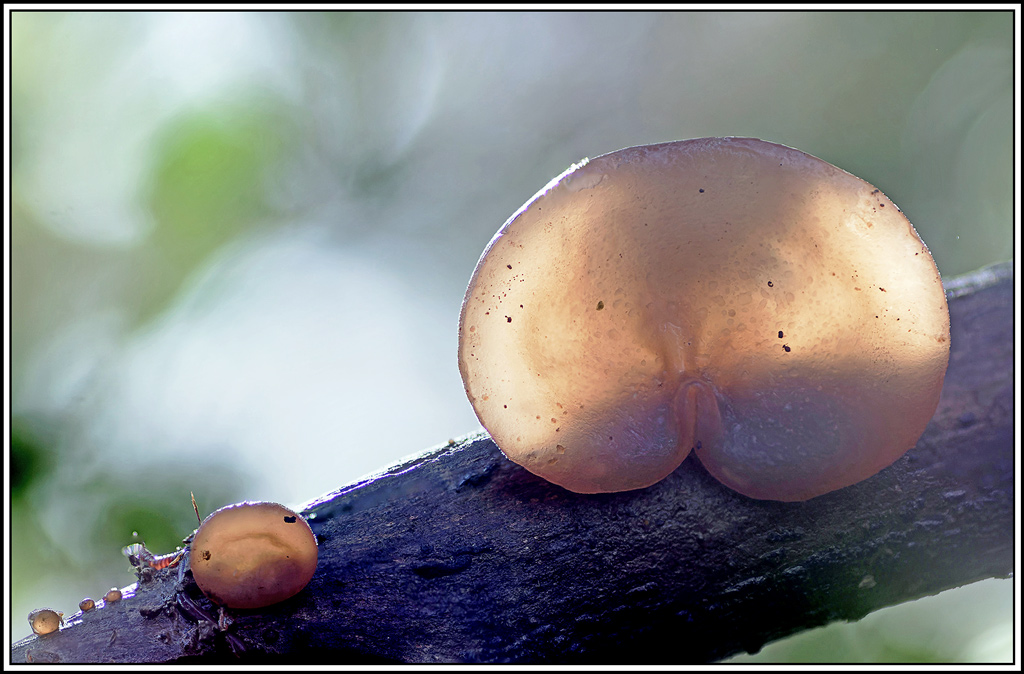 champignon(702_705)(Exidia_recisa).jpg