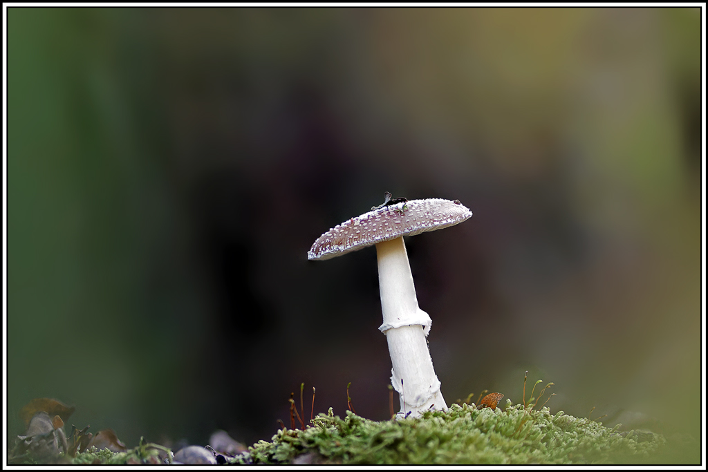 champignon(728_737)Amanite_panthère(Amanita_pantherina).jpg