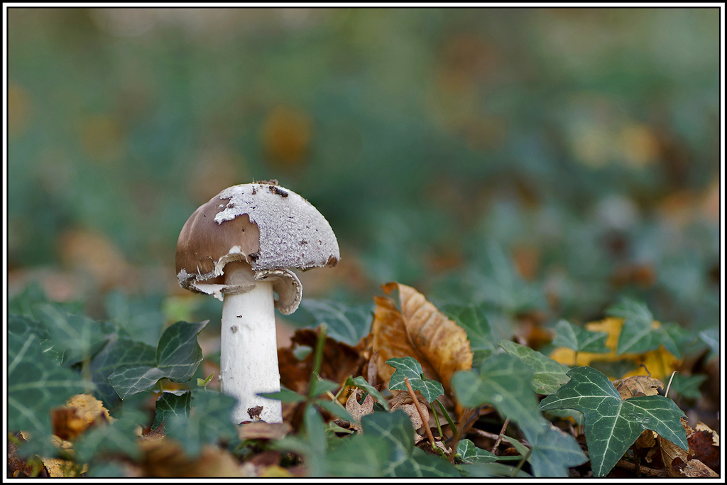 champignon(743_747)Amanite_épaisse(Amanita_excelsa).jpg