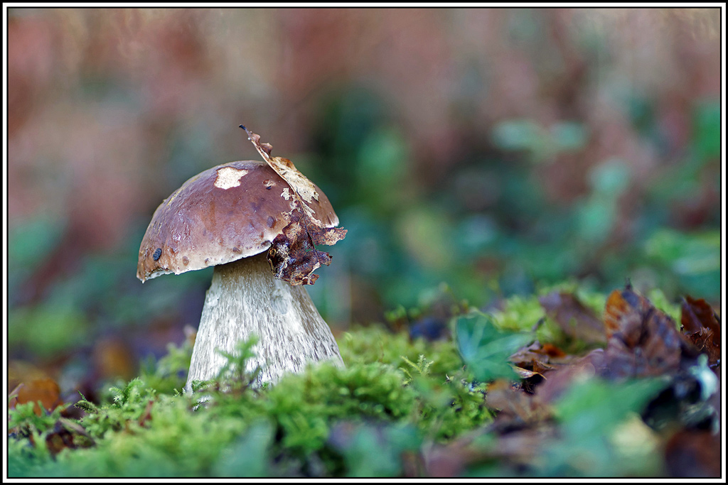 champignon(716_717)Cèpe_de_Bordeaux(Boletus_edulis).jpg