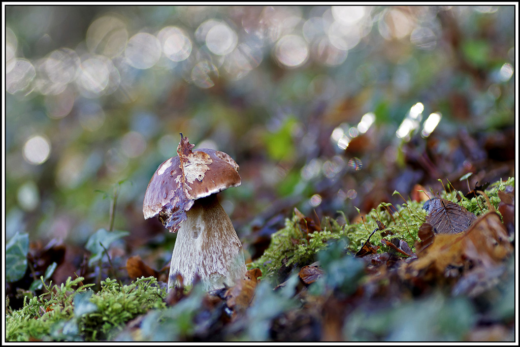 champignon(723_726)Cèpe_de_Bordeaux(Boletus_edulis).jpg
