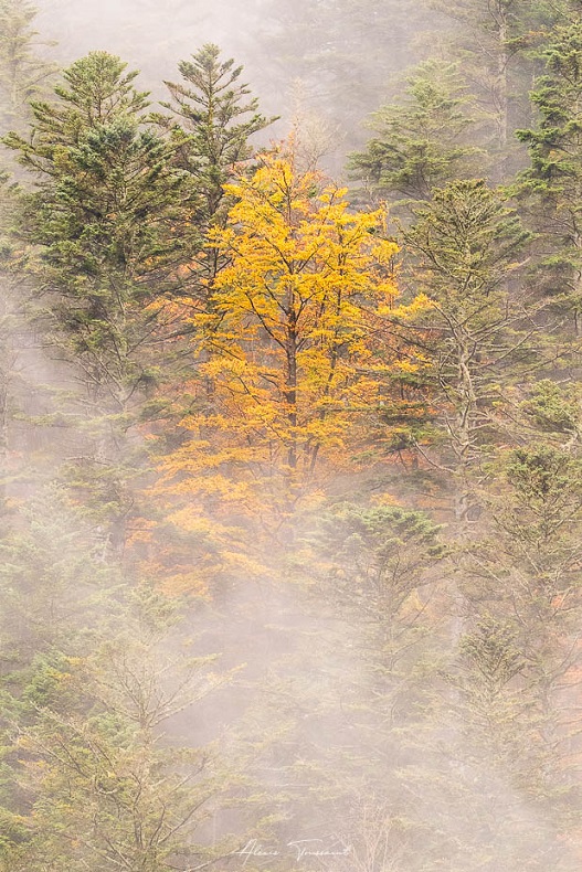 Jeu de brume (I&N).jpg