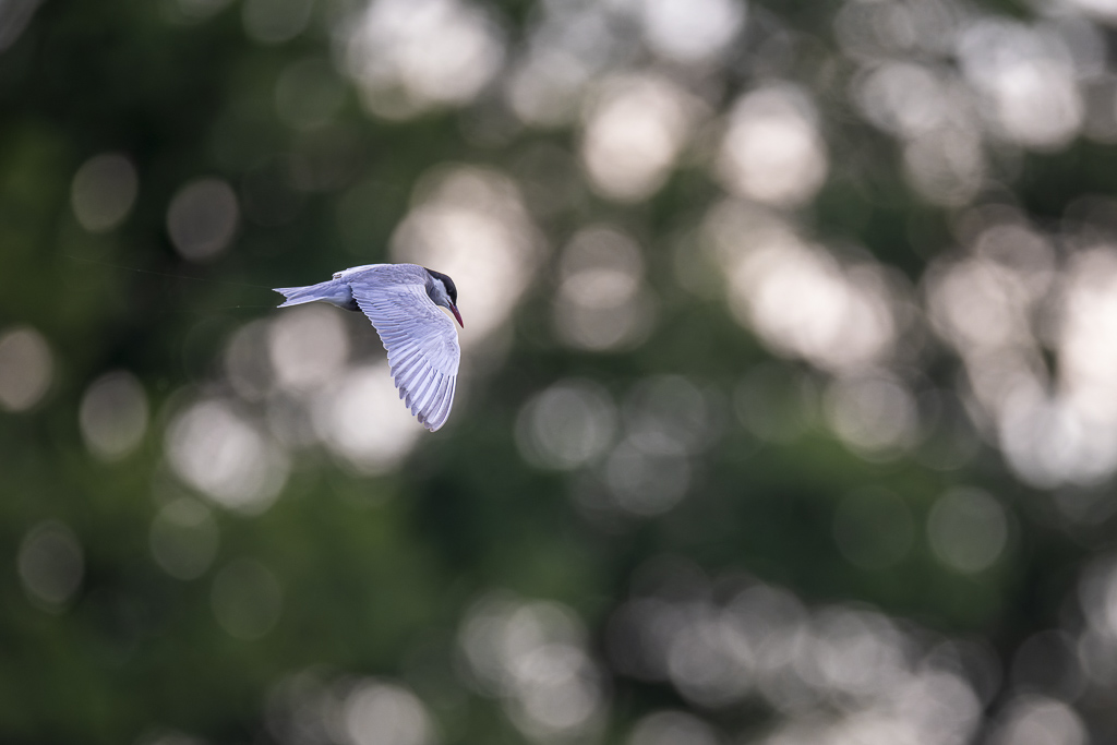 _S8A3746_DxO.jpg