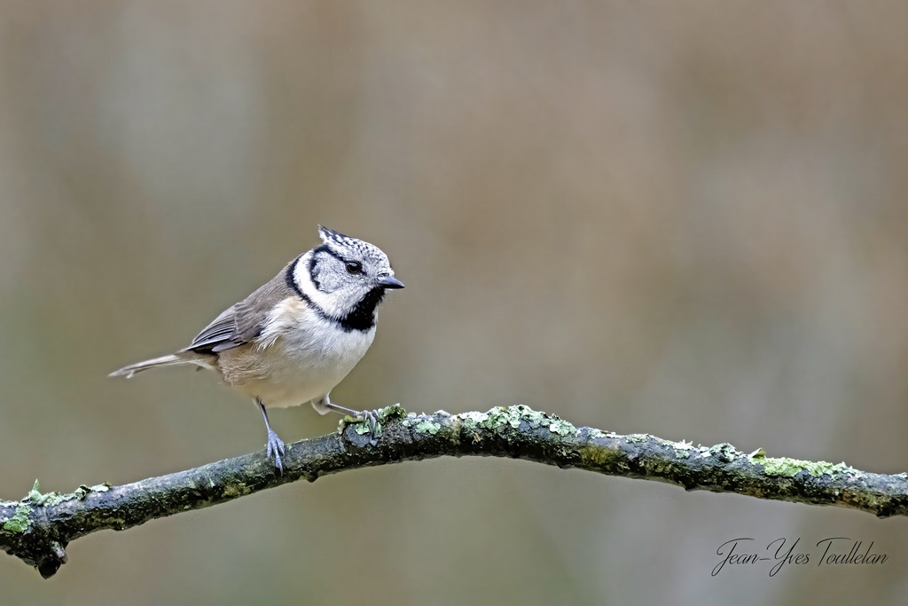 _DSC5501 copie-denoise copie@@@ (Copier).jpg