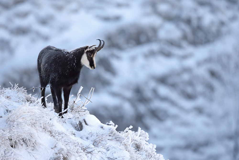chamois1424-web.jpg