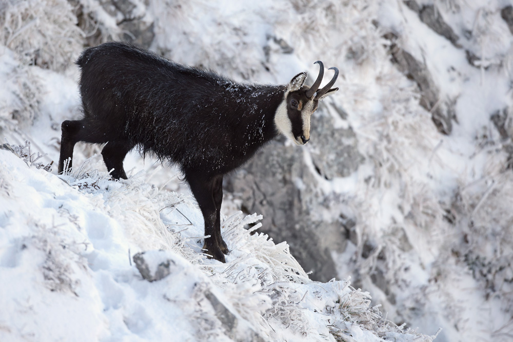 chamois1432-web.jpg