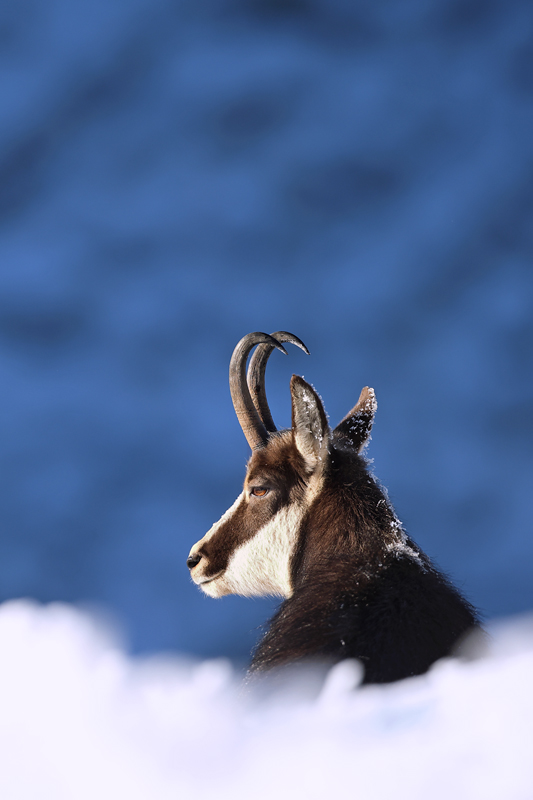 chamois1527-web.jpg