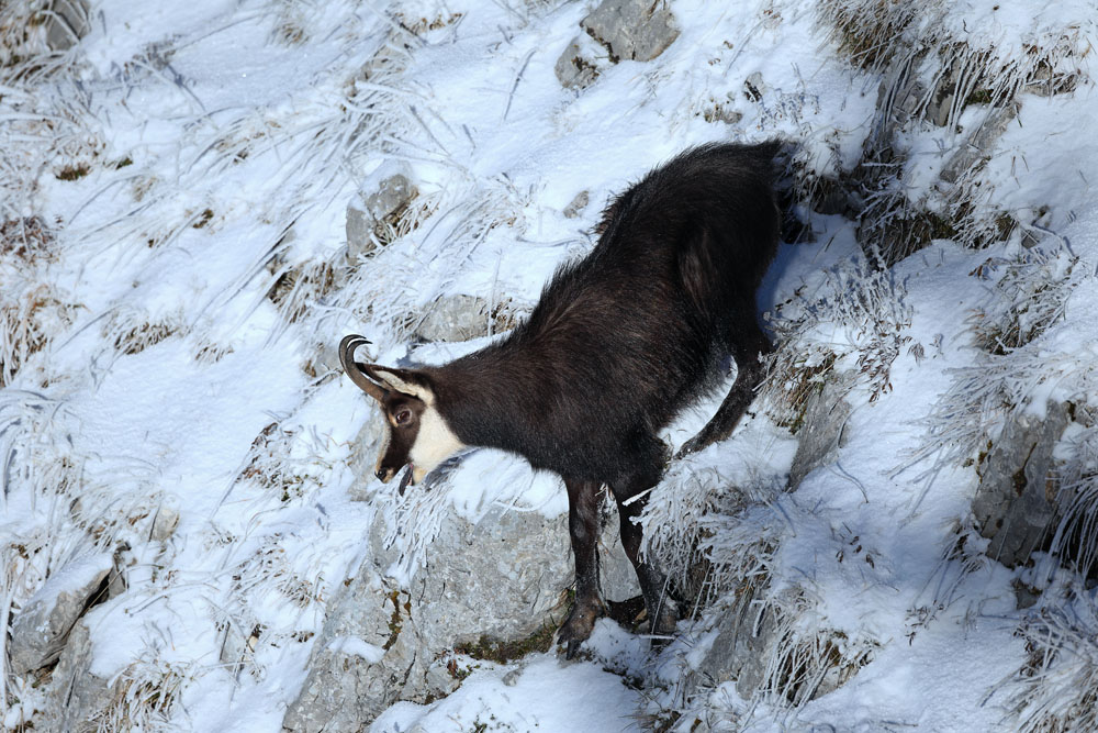 chamois1600-web.jpg