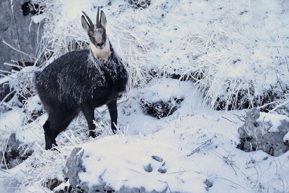 chamois1517-web.jpg