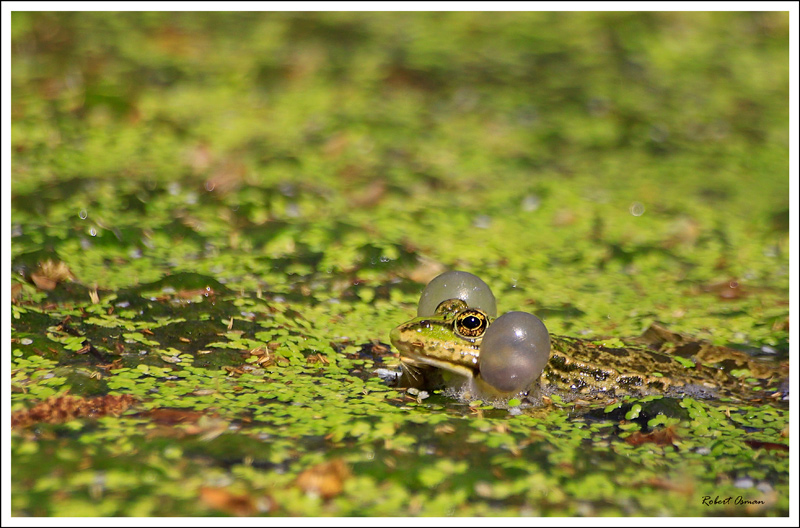 grenouille6.jpg