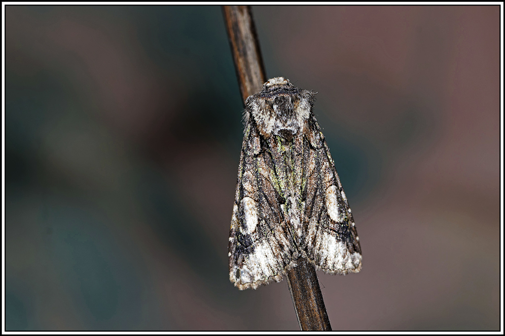 Aubépinière(Allophyes_oxyacanthae)(11).jpg