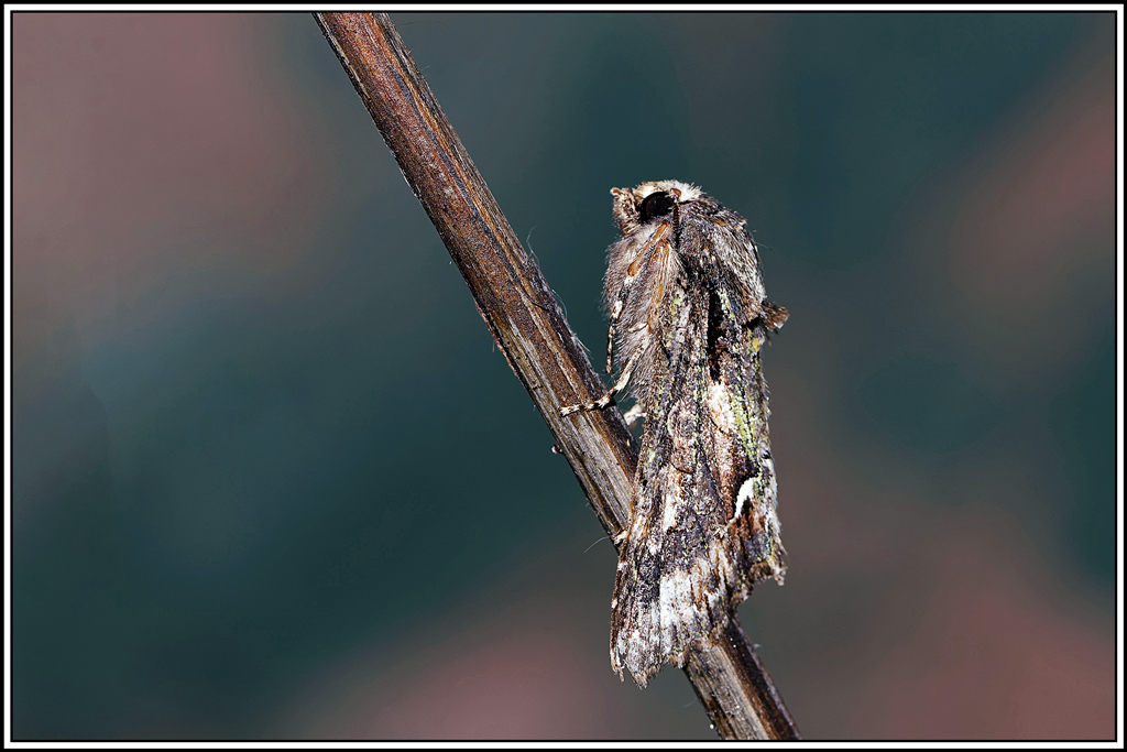 Aubépinière(Allophyes_oxyacanthae)(12).jpg