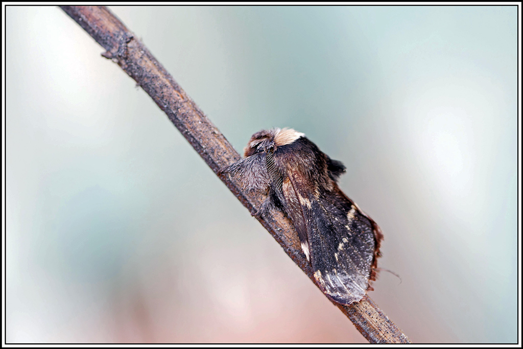 Bombyx_du_peuplier(Poecilocampa_populi)(11).jpg
