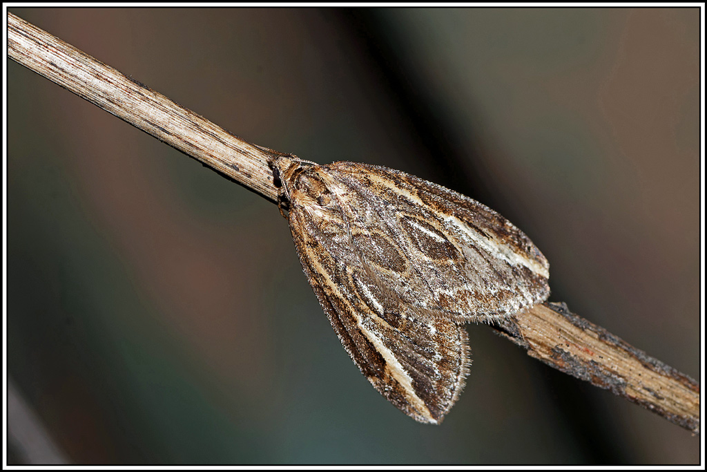 Chésias_du_genêt(Chesias_legatella)(6).jpg