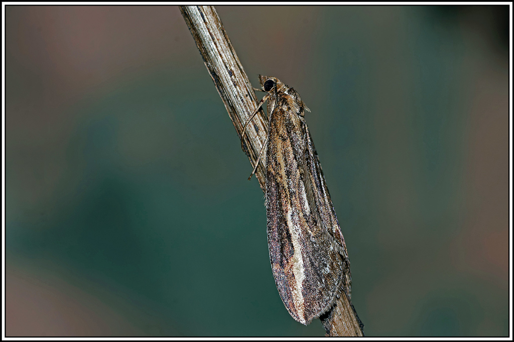 Chésias_du_genêt(Chesias_legatella)(7).jpg