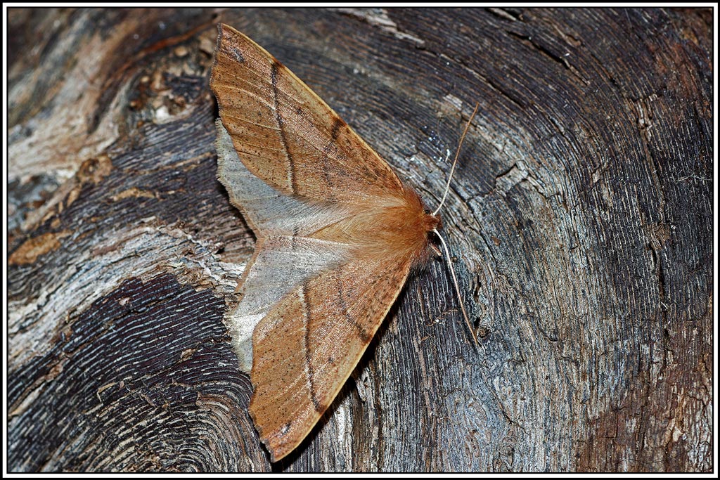 Himère-plume(Colotois_pennaria)(12).jpg