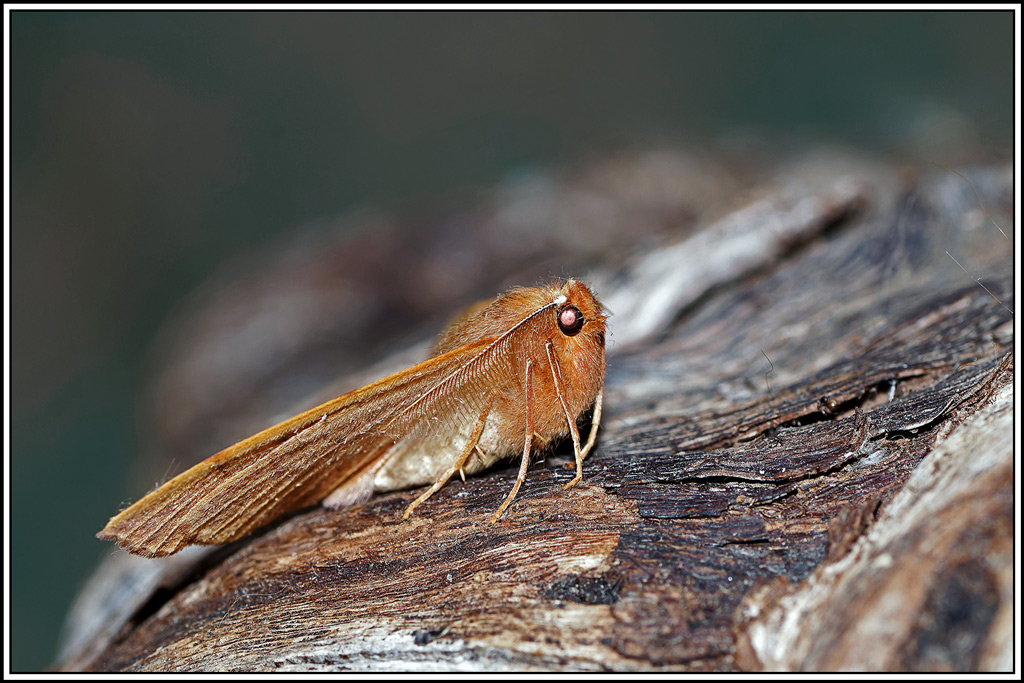 Himère-plume(Colotois_pennaria)(14).jpg